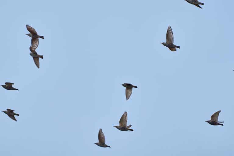 quand partent les etourneaux 1