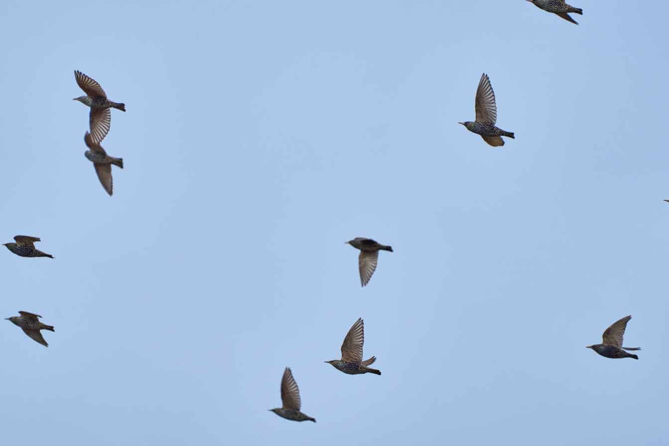 quand partent les etourneaux 1