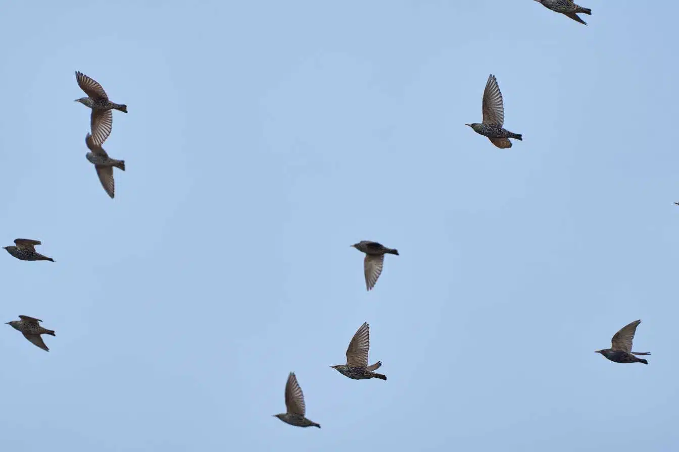 quand partent les etourneaux 1