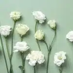 sauge blanche bienfaits utilisation et culture de cette plante sacree 1