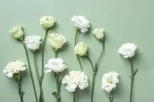 sauge blanche bienfaits utilisation et culture de cette plante sacree 1